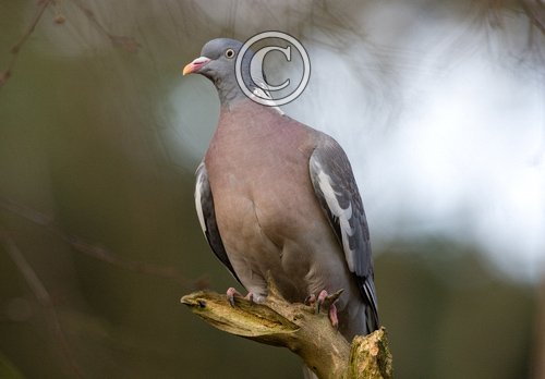 Wood  Pigeon DM0822